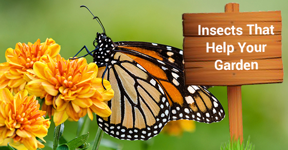 Insects That Benefit Your Garden | In The Back Yard